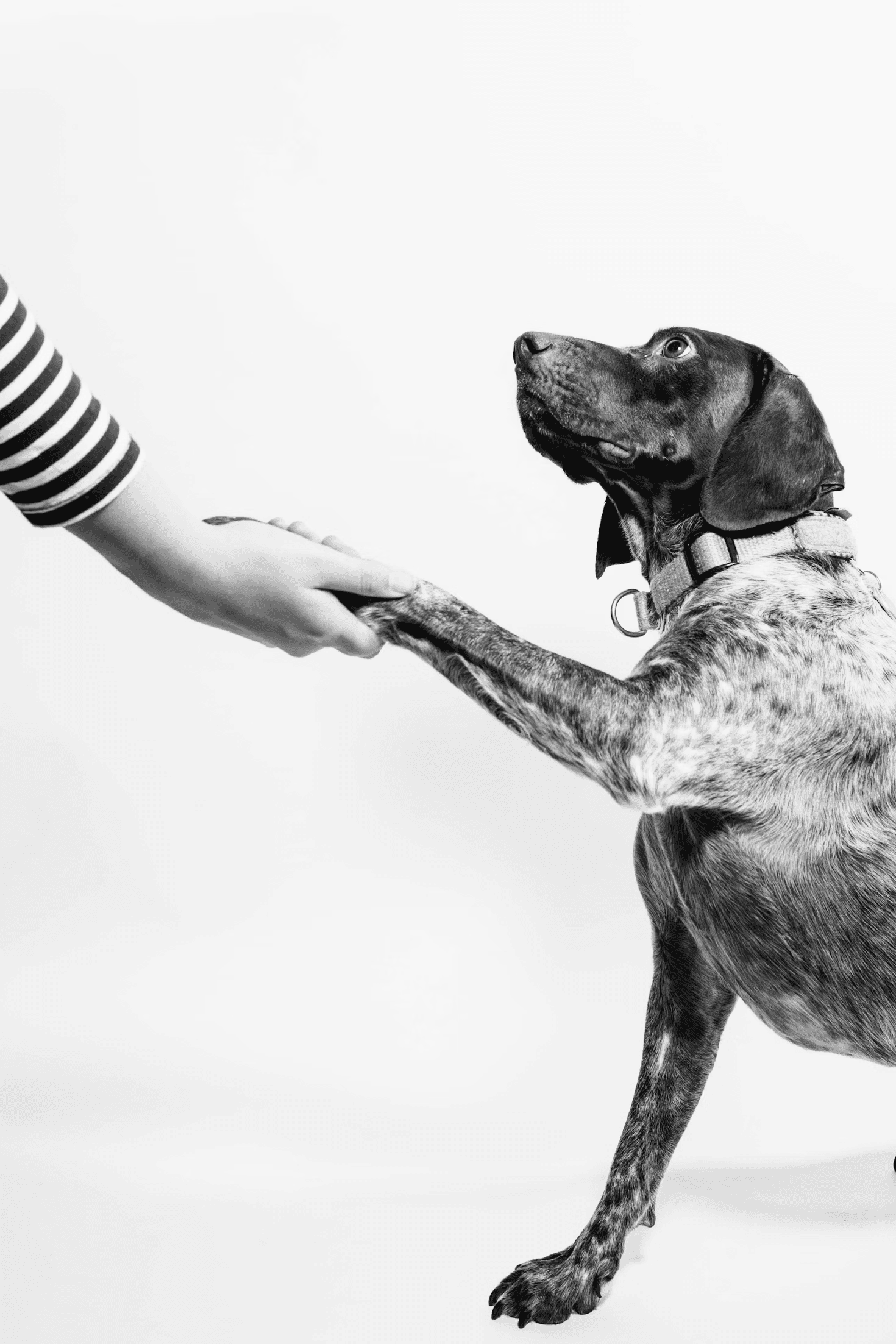 Perro en adopción