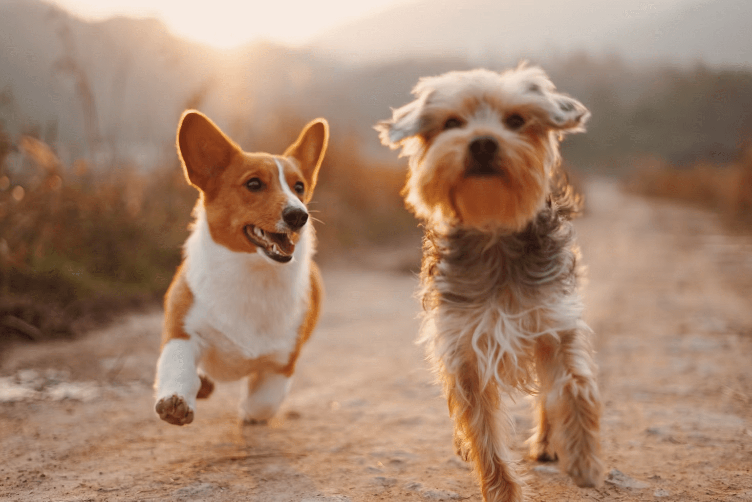 Fundación Patitas Felices