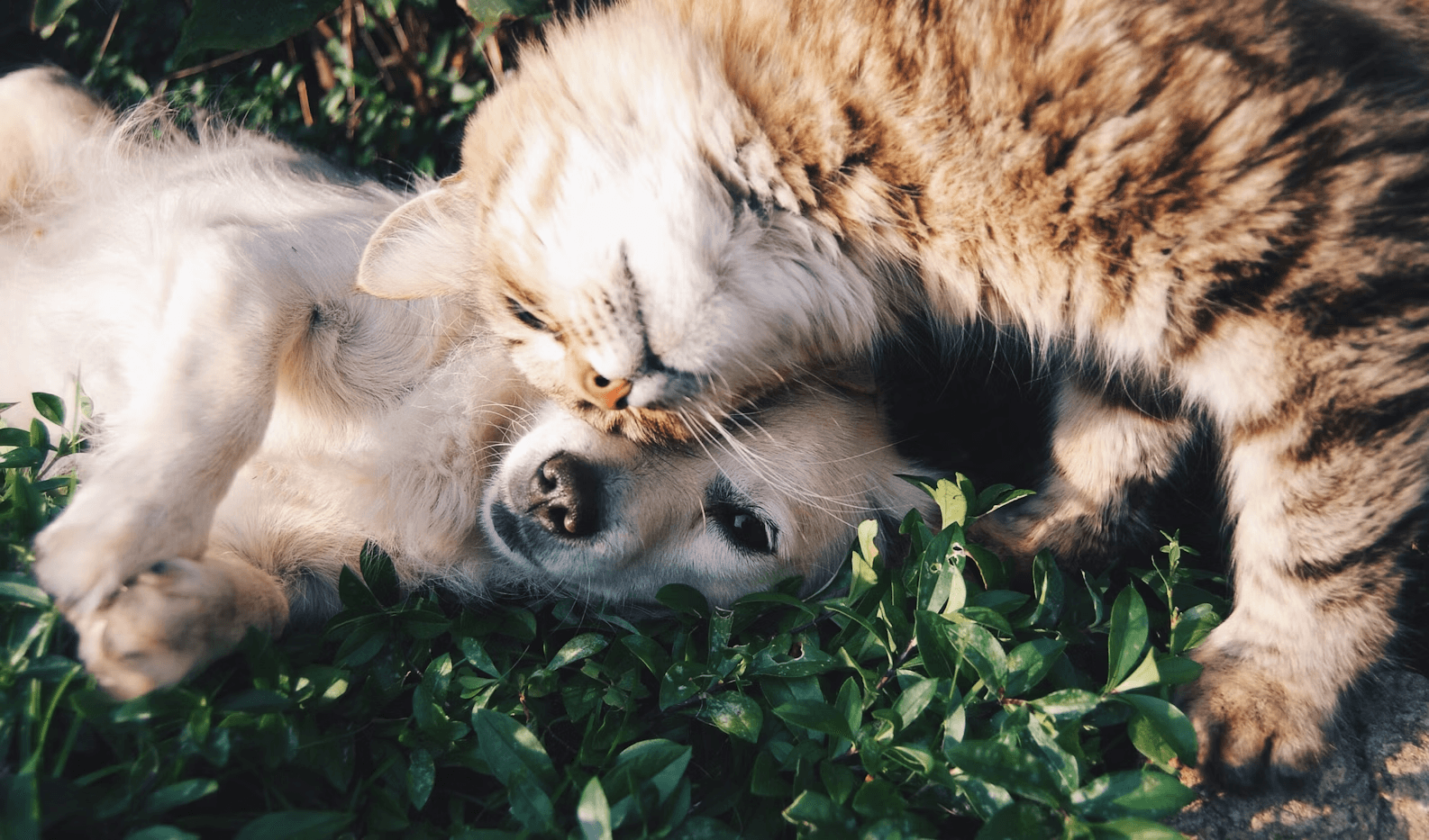 Perro y gato rescatados